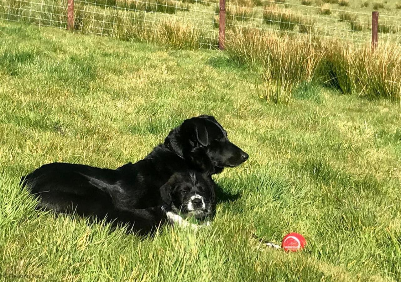 Dog Friendly Cottage, Geufron Farm Near Tywyn Bryn-crug Экстерьер фото